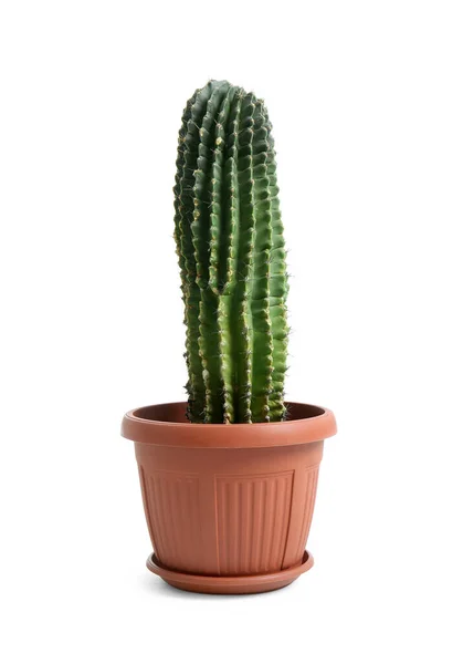 Pot Green Cactus White Background — Stock Photo, Image