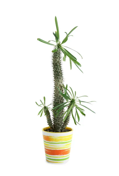 Pot Avec Cactus Vert Sur Fond Blanc — Photo