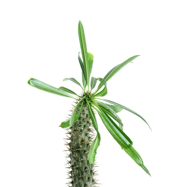 Cactus Verde Exótico Sobre Fondo Blanco Primer Plano —  Fotos de Stock