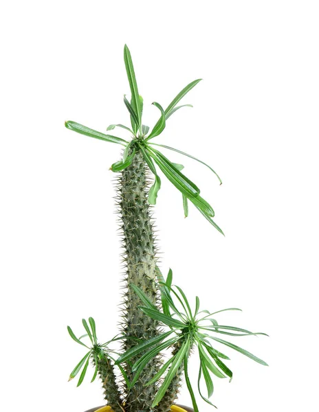 Cactus Verde Esotico Sfondo Bianco Primo Piano — Foto Stock
