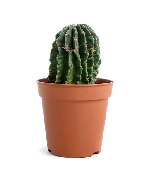 Pot Small Green Cactus White Background — Stock Photo, Image