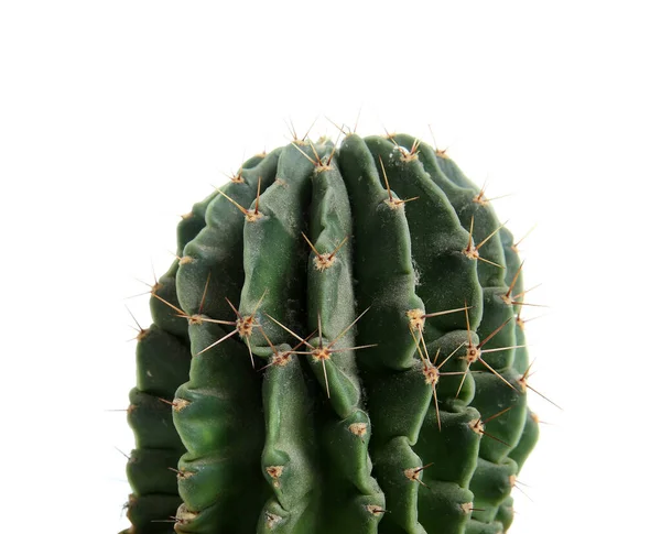 Pequeño Cactus Verde Sobre Fondo Blanco Primer Plano —  Fotos de Stock