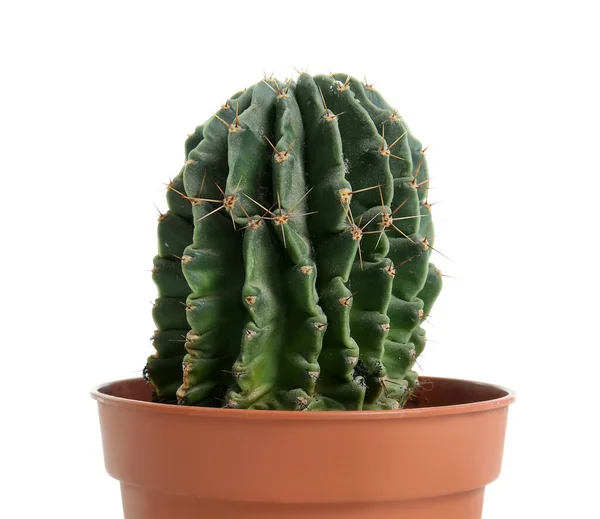 Pot Small Green Cactus White Background Closeup — Fotografia de Stock