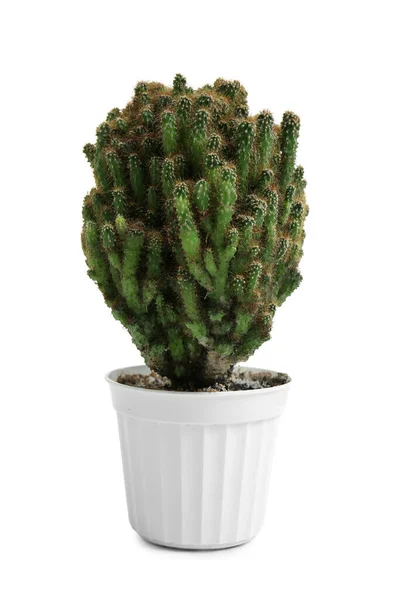 Pot Exotic Cactus White Background — Stock Photo, Image
