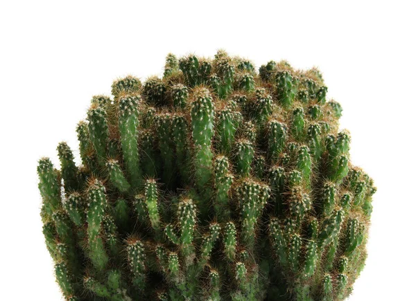 Exotic Cactus White Background Closeup — Stockfoto