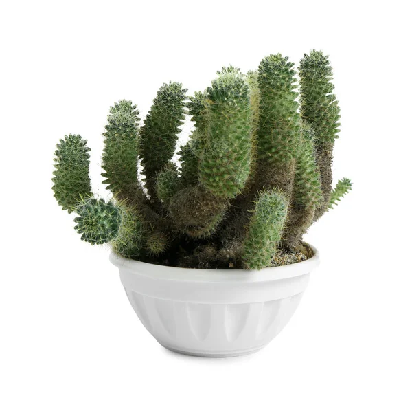 Kruka Med Liten Grön Kaktus Vit Bakgrund — Stockfoto