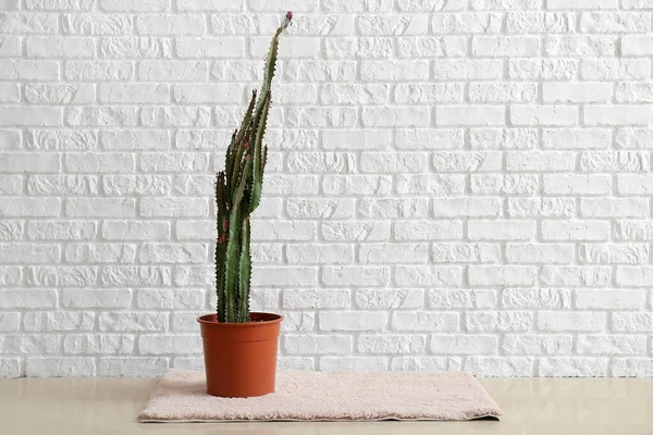 Pot Big Cactus Rug White Brick Wall — Foto de Stock