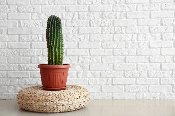 Pot Cactus Pouf White Brick Wall — Photo