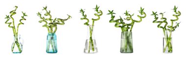 Set of vases with green bamboo branches isolated on white