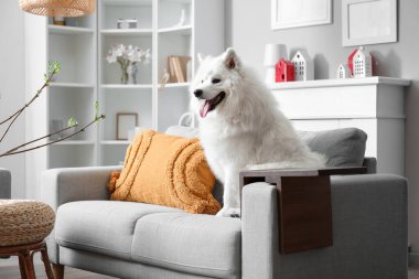 Beyaz Samoyed köpeği evdeki kanepede oturuyor.