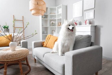 Beyaz Samoyed köpeği evdeki kanepede oturuyor.