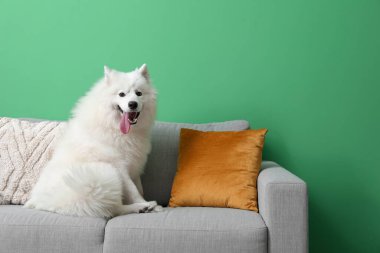 Yeşil duvarın yanındaki koltukta oturan beyaz Samoyed köpeği.
