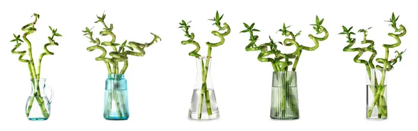 Ensemble Vases Avec Branches Bambou Vert Isolé Sur Blanc — Photo