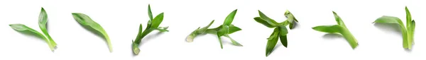 Set Green Bamboo Isolated White — 图库照片