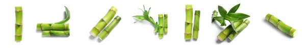 Set Bambú Verde Aislado Sobre Blanco —  Fotos de Stock