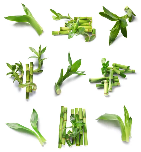 白に隔離された緑竹のセット — ストック写真