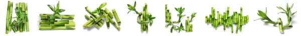 Set Green Bamboo Isolated White —  Fotos de Stock