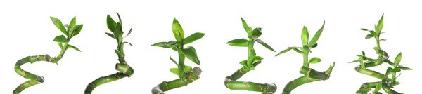 Set Green Bamboo Branches Isolated White — Stok fotoğraf