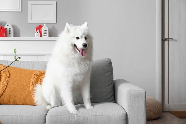 Anjing Samoyed Putih Duduk Sofa Rumah — Stok Foto