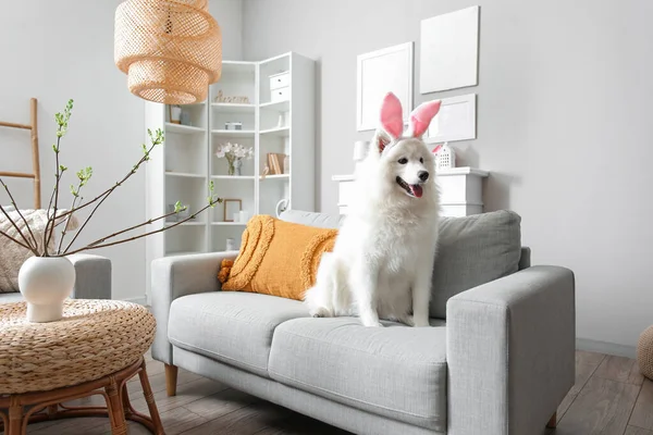 White Samoyed dog with bunny ears sitting on sofa at home