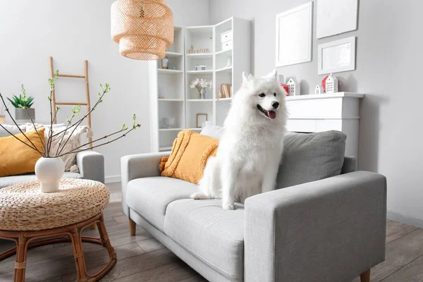 White Samoyed Dog Sitting Sofa Home — Stock Photo, Image