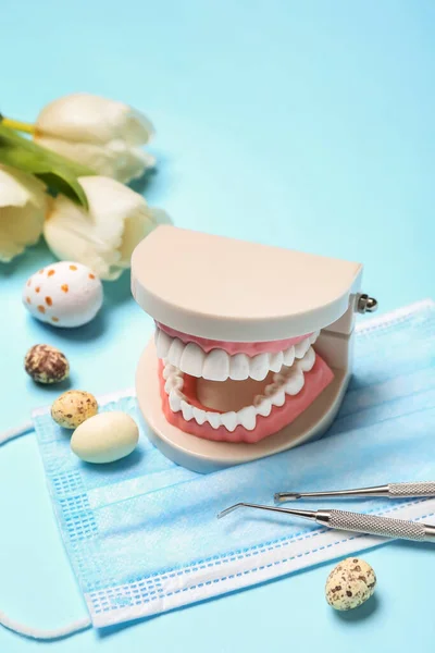 Kiefermodell Mit Zahnwerkzeugen Medizinische Maske Ostereier Und Tulpen Auf Blauem — Stockfoto