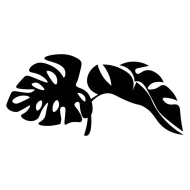 Tropikal monstera beyaz arka plan üzerinde bırakır