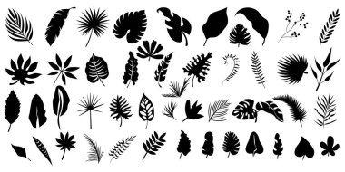 Set of many tropical leaves on white background