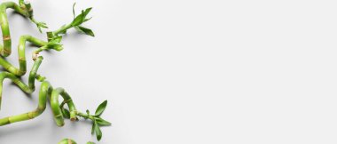 Bamboo branches on light background with space for text