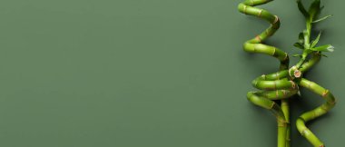 Bamboo branches on green background with space for text