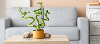 Pot with bamboo plant and stones on table in room