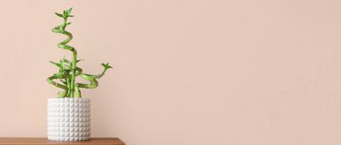 Pot with bamboo plant on table against beige background with space for text
