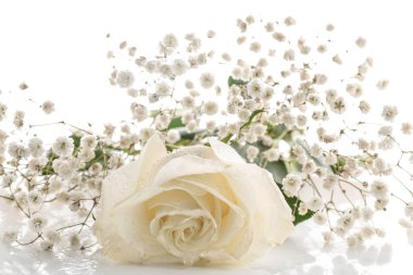 Beautiful rose and gypsophila flowers on white background, closeup