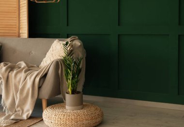 Grey sofa with cushion, plaid and houseplant on pouf near green wall in living room