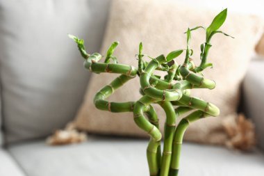 Bamboo plant stems in living room, closeup