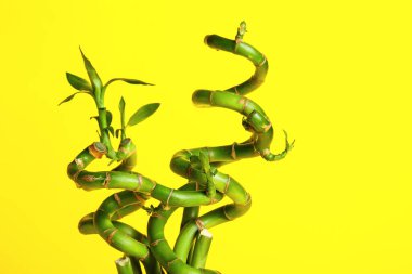 Bamboo branches on yellow background, closeup