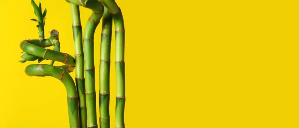 Bamboo Branches Yellow Background Space Text — Stock Photo, Image