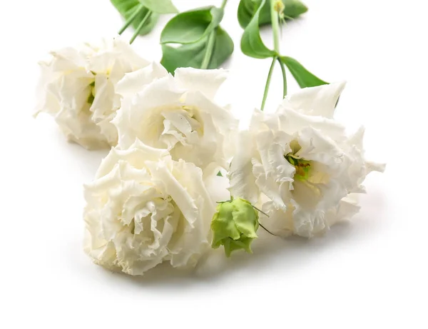 Beyaz Arkaplanda Narin Gül Çiçekleri Yakın Plan — Stok fotoğraf