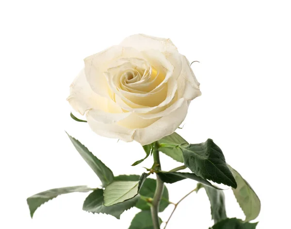 Delicate Rose Flower Isolated White Background Closeup — Foto de Stock