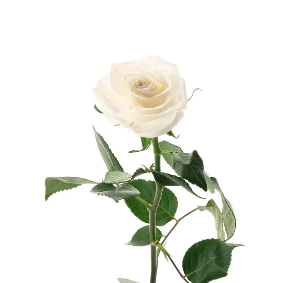 Flor Rosa Delicada Aislada Sobre Fondo Blanco Primer Plano — Foto de Stock