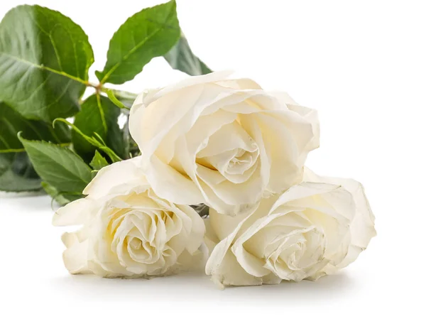 Fresh Rose Flowers Isolated White Background Closeup — Stock Photo, Image