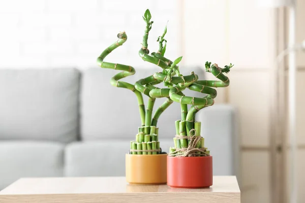 Pots Bamboo Plants Table Living Room — Stockfoto