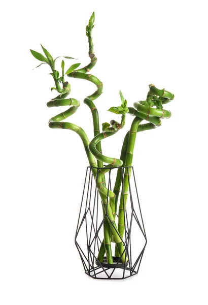 Bamboe Plant Vaas Geïsoleerd Witte Achtergrond — Stockfoto