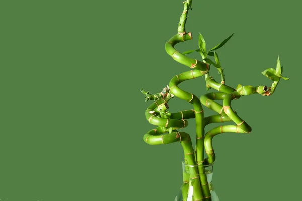 Bambusová Rostlina Váze Zeleném Pozadí — Stock fotografie