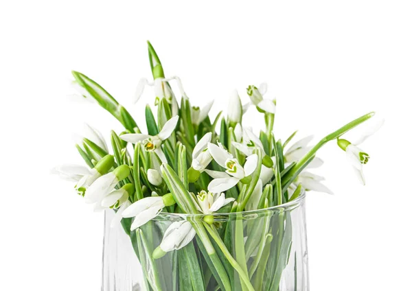 Glass Beautiful Snowdrops Isolated White Background — Stock Fotó