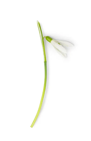 Beautiful Snowdrop Isolated White Background — Stock Fotó