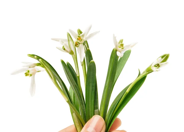 Female Hand Beautiful Snowdrops Isolated White Background — Stock Fotó