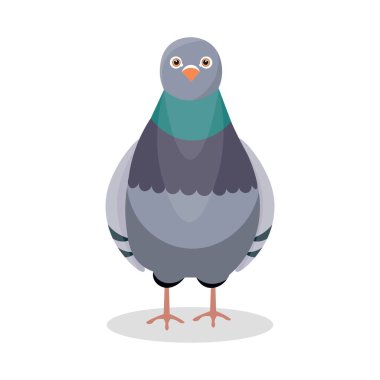 Beyaz arka planda gri güvercin