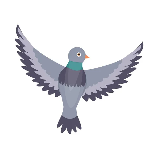 stock vector Flying grey pigeon on white background
