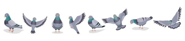 Ensemble Pigeons Gris Sur Fond Blanc — Image vectorielle